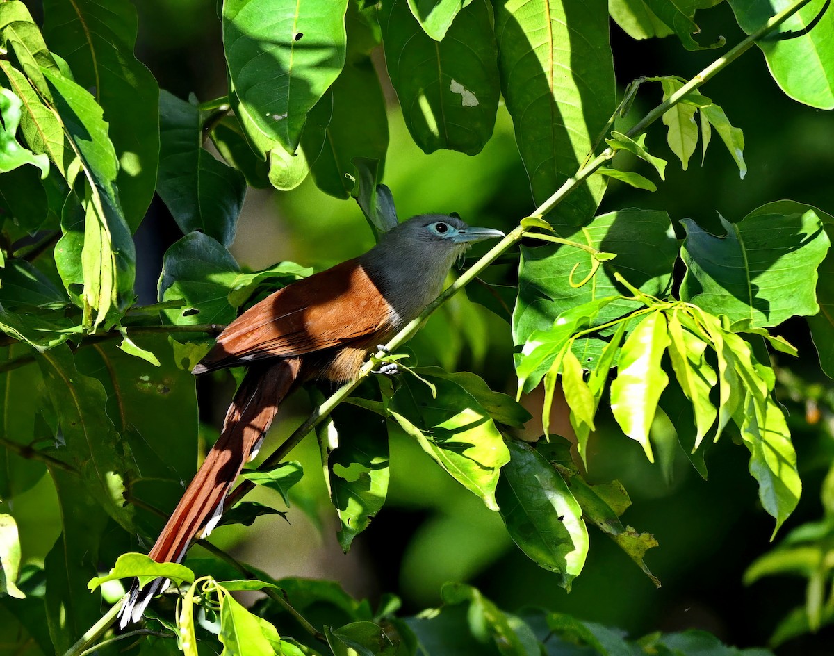 Raffles's Malkoha - ML626051924