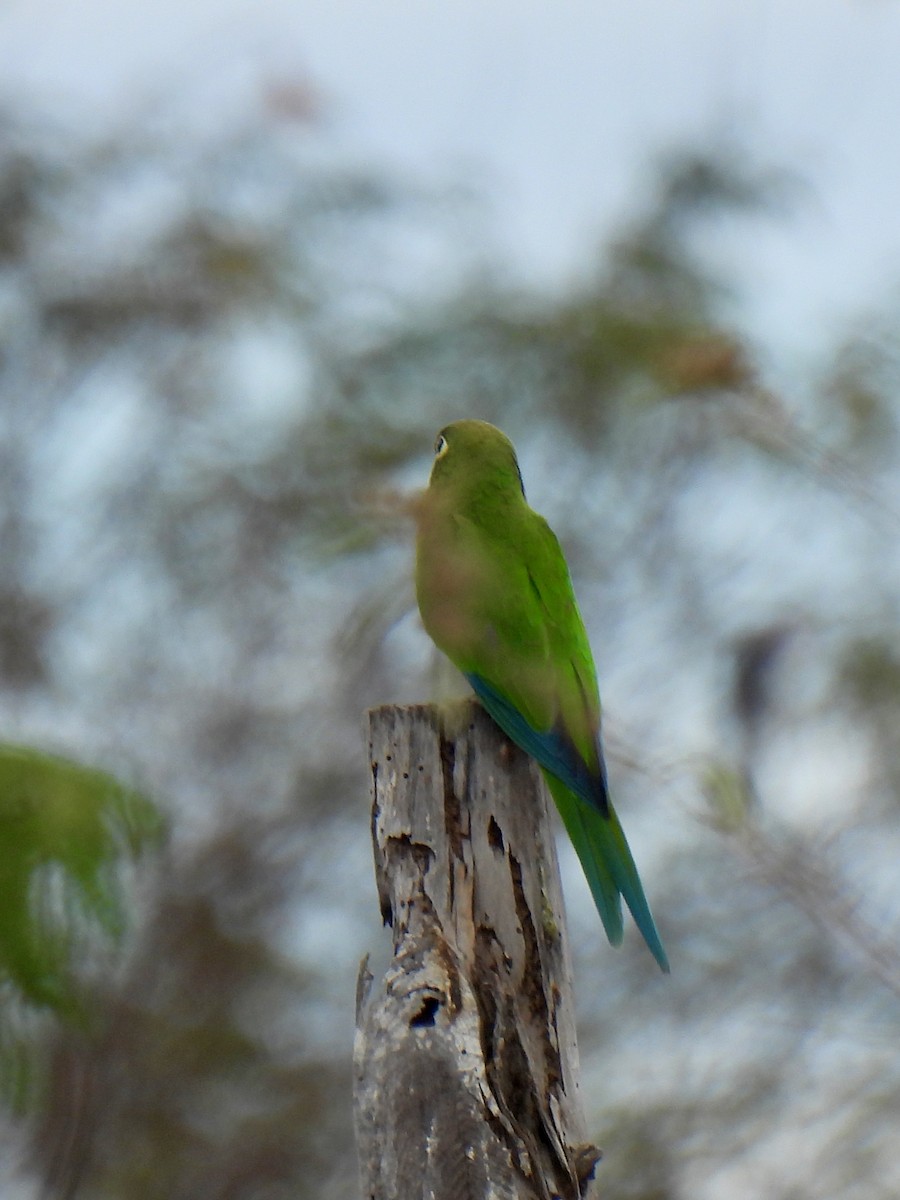 Blue-winged Macaw - ML626052002