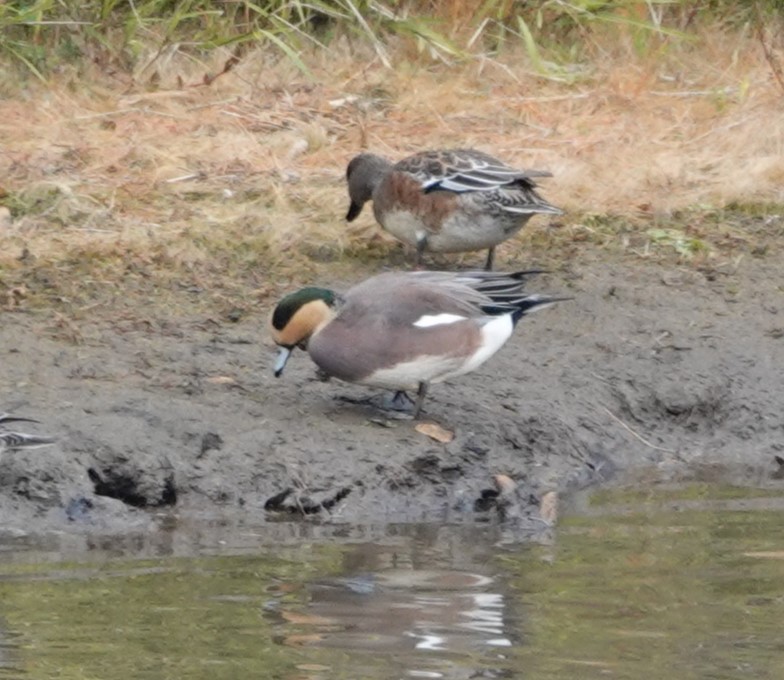 Canard d'Amérique - ML626052285