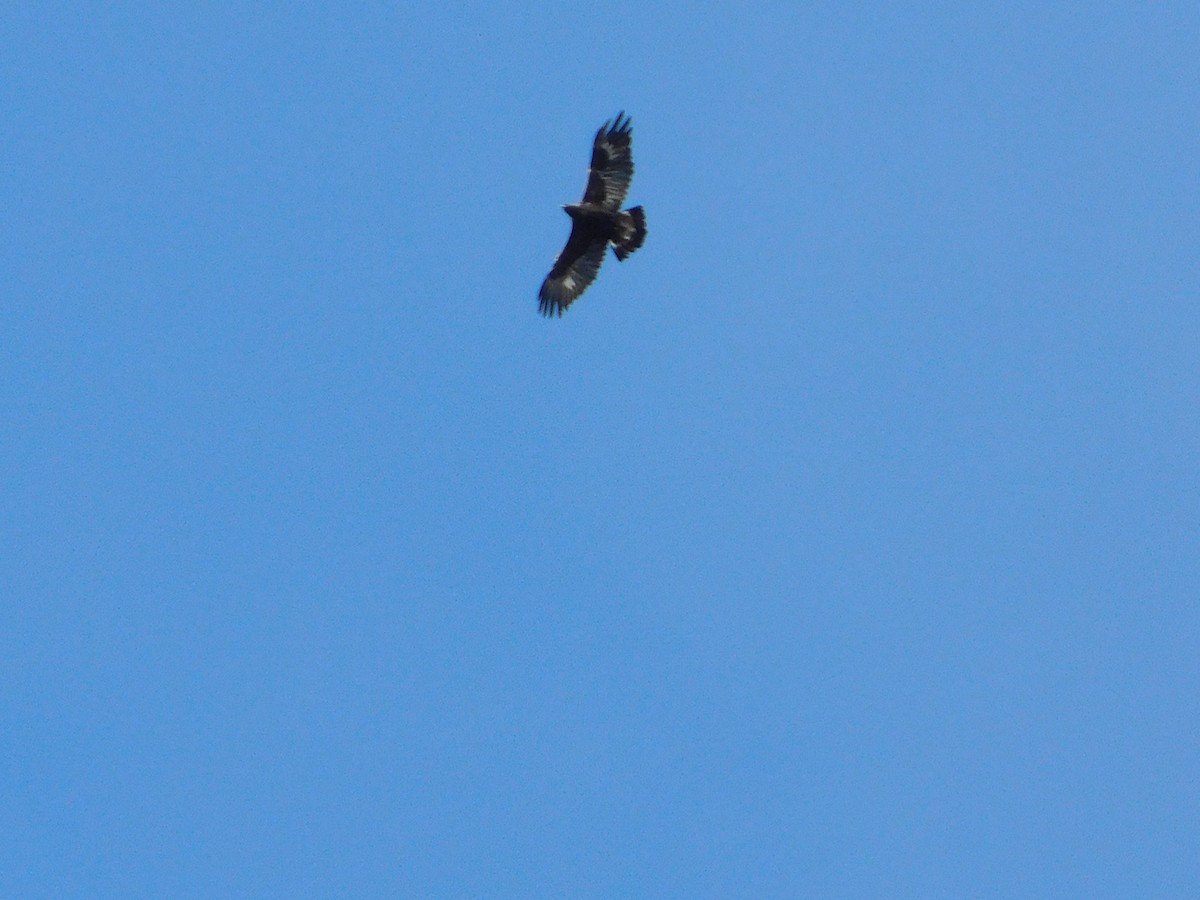 Golden Eagle - ML626052388