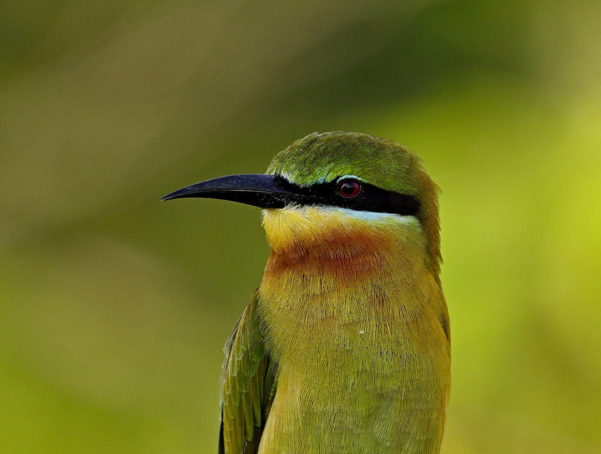 Blue-tailed Bee-eater - ML626052465