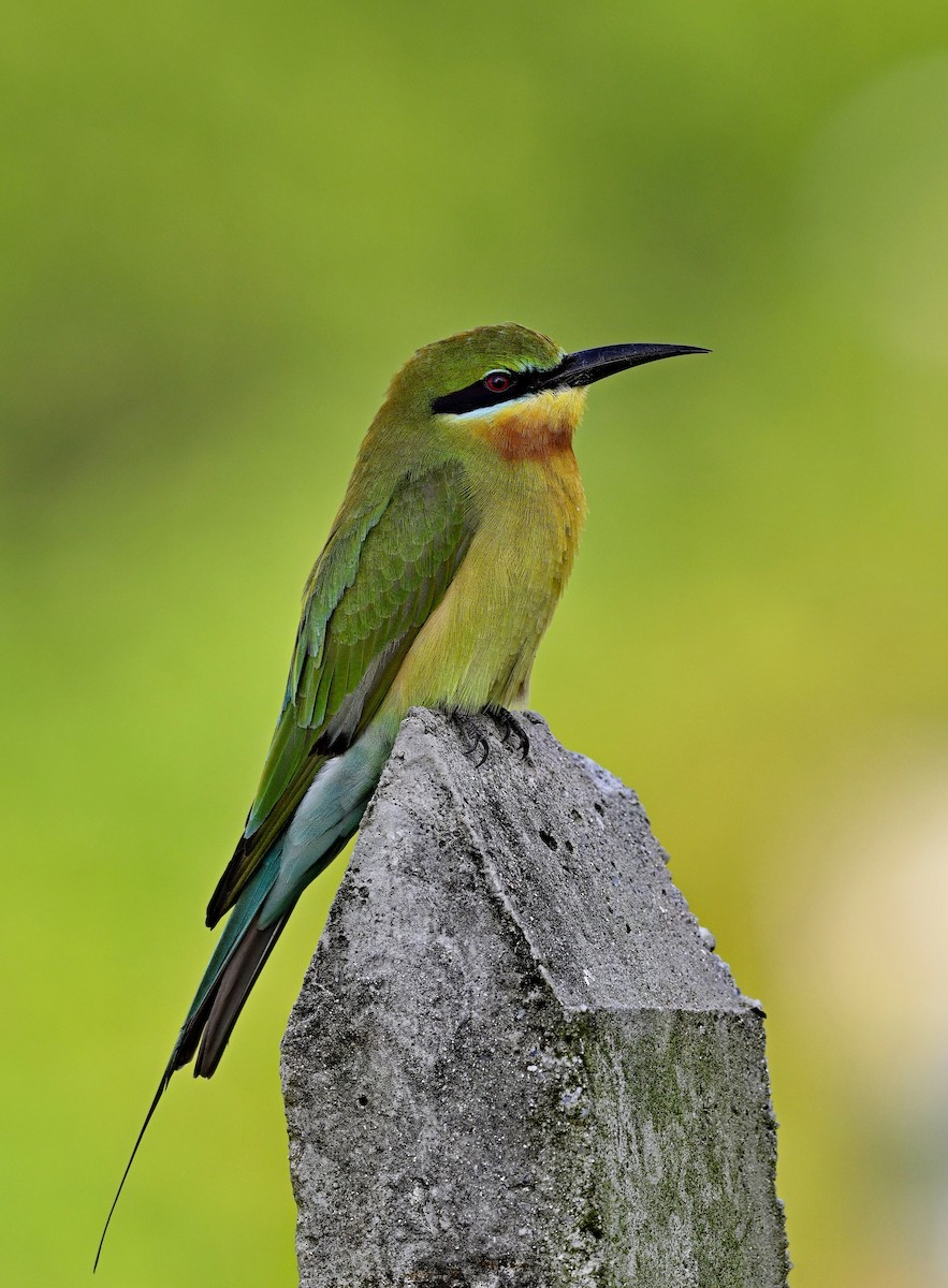 Blue-tailed Bee-eater - ML626052466