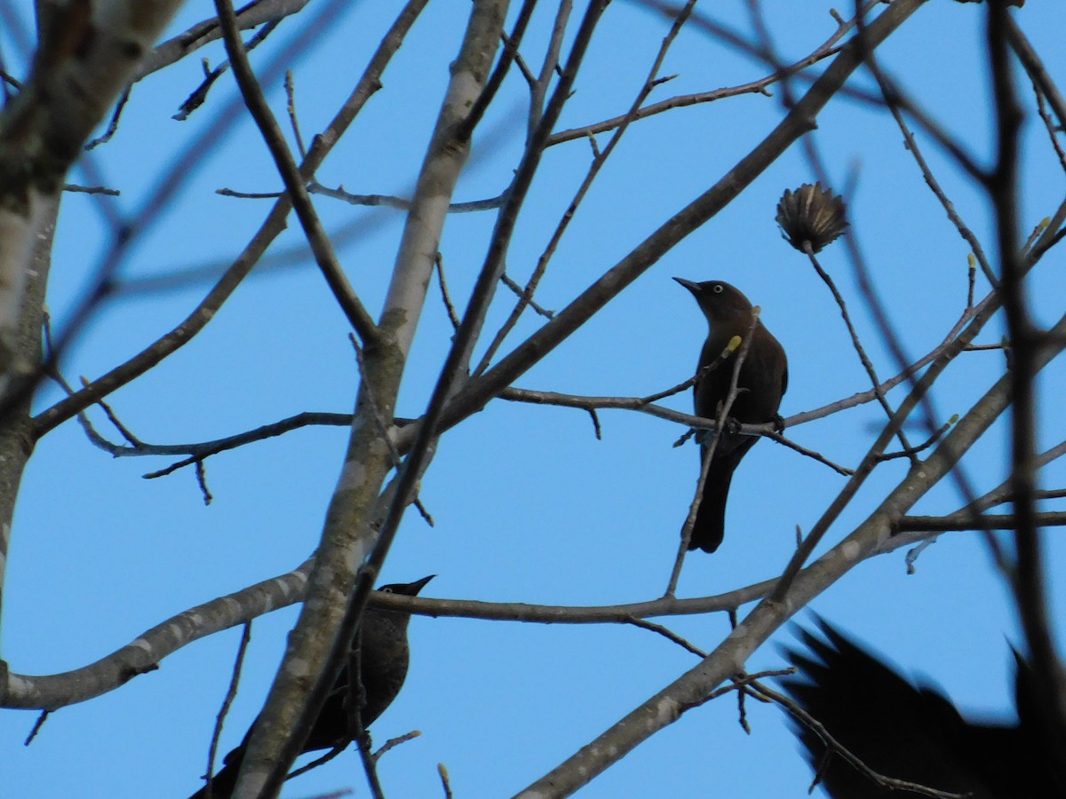 Rusty Blackbird - ML626052479