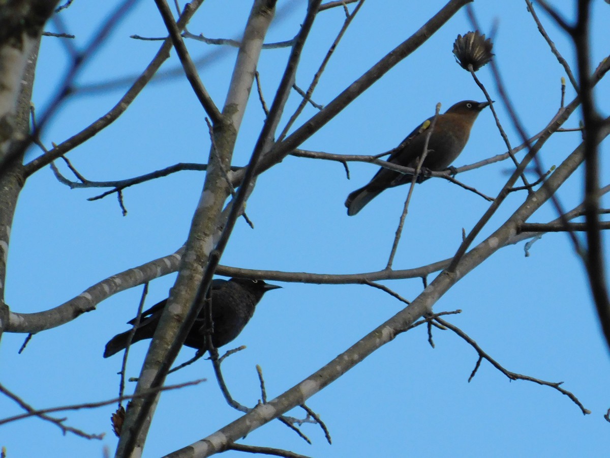 Rusty Blackbird - ML626052481