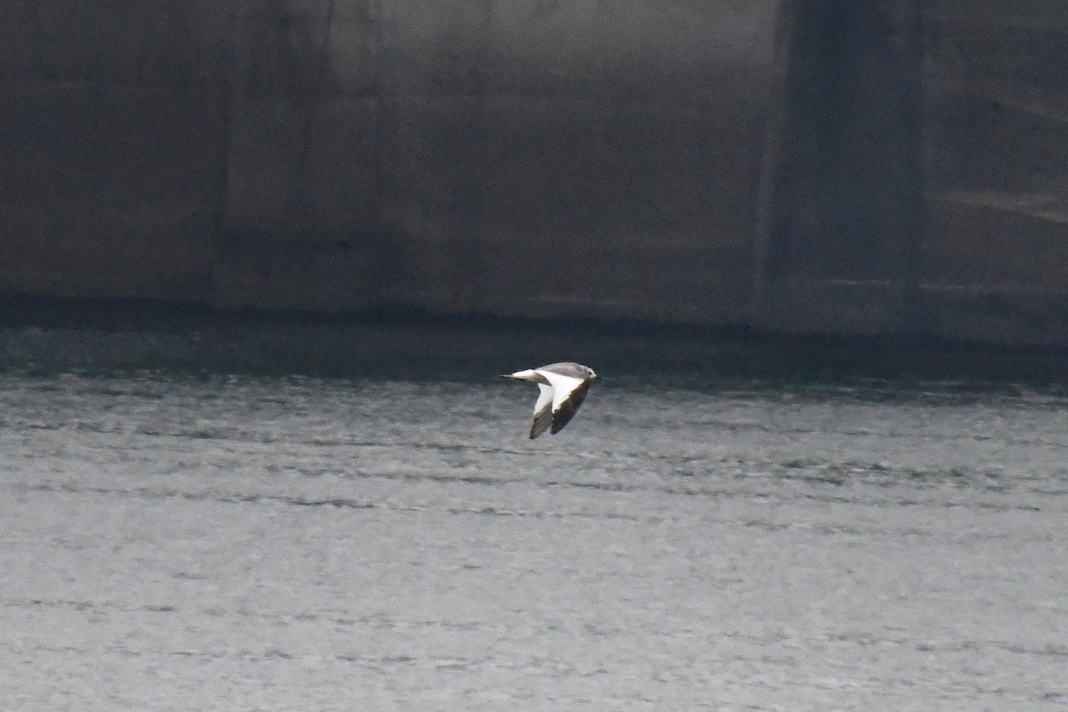 Mouette de Sabine - ML626052483