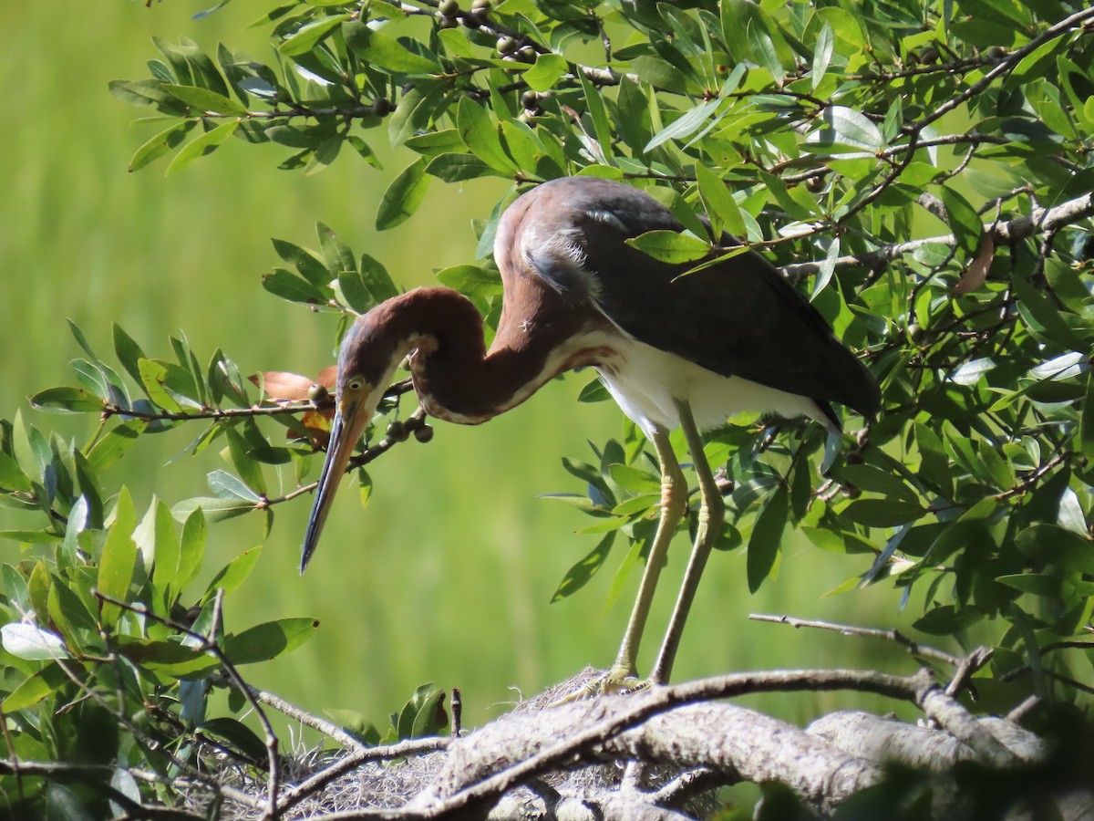 Tricolored Heron - ML626052518