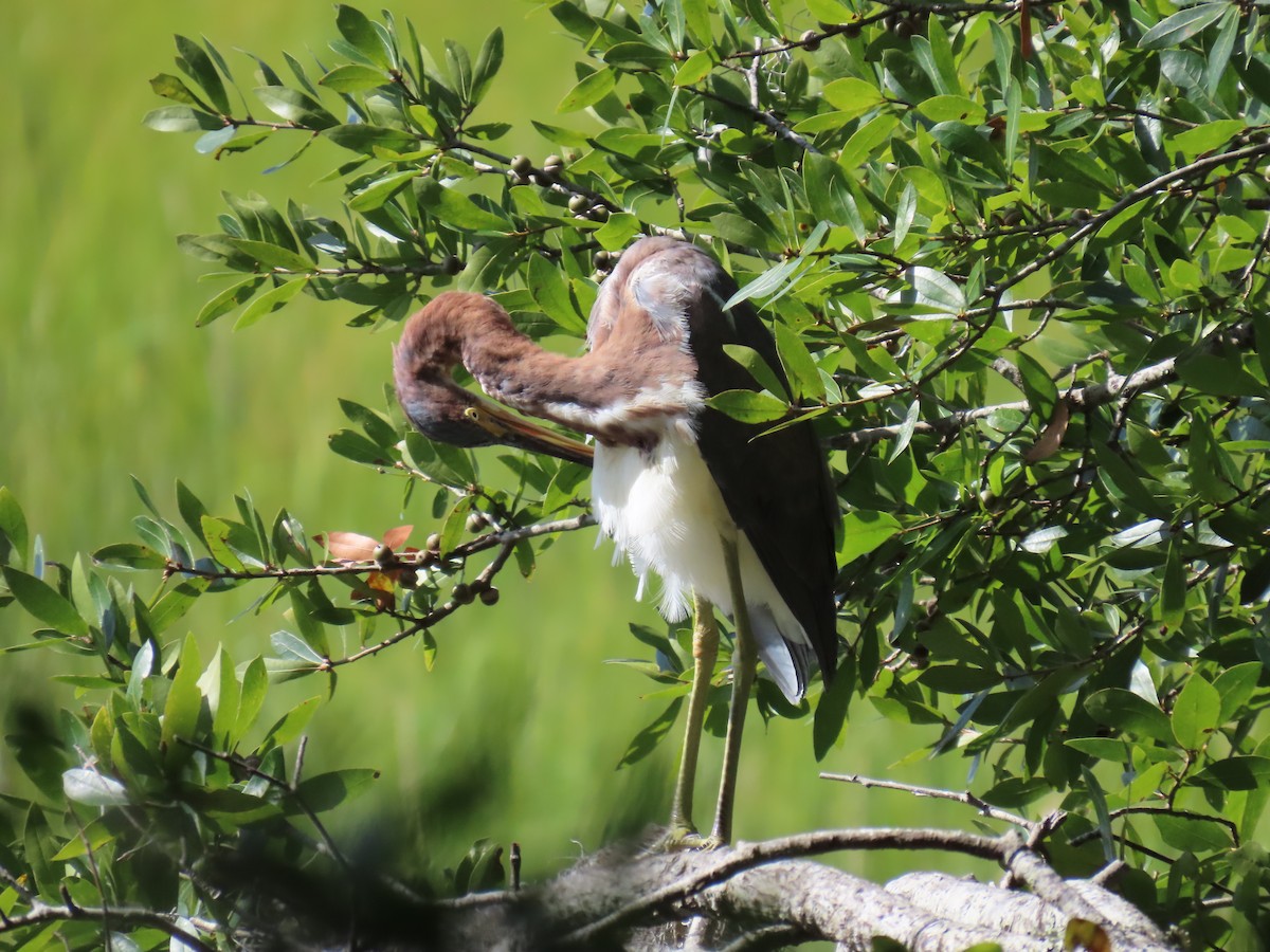 Tricolored Heron - ML626052524