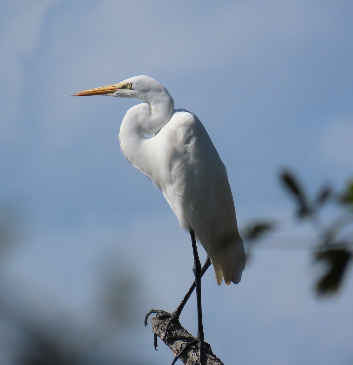 Great Egret - ML626052540