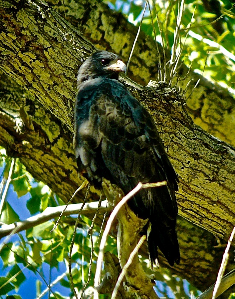 Common Black Hawk (Common) - ML626052554