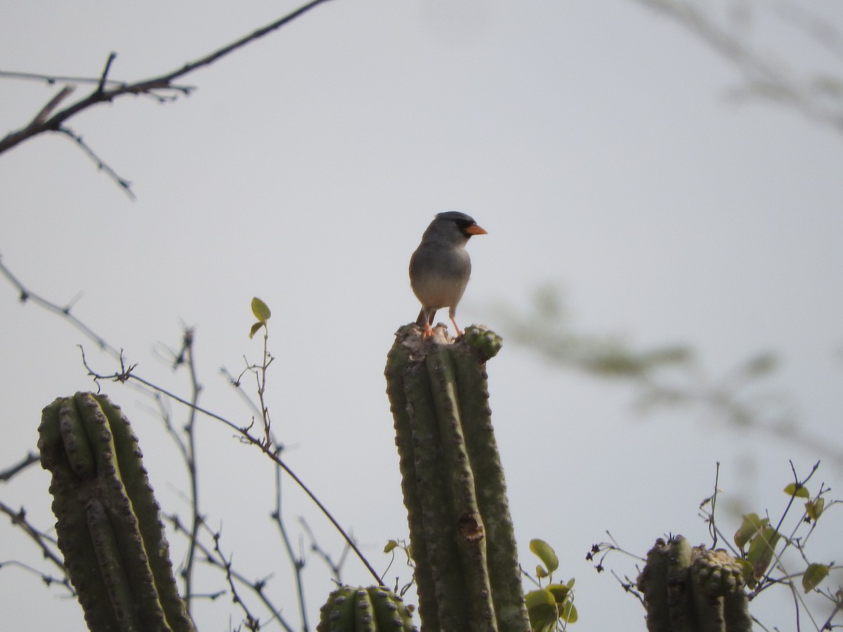 Little Inca-Finch - ML626052610