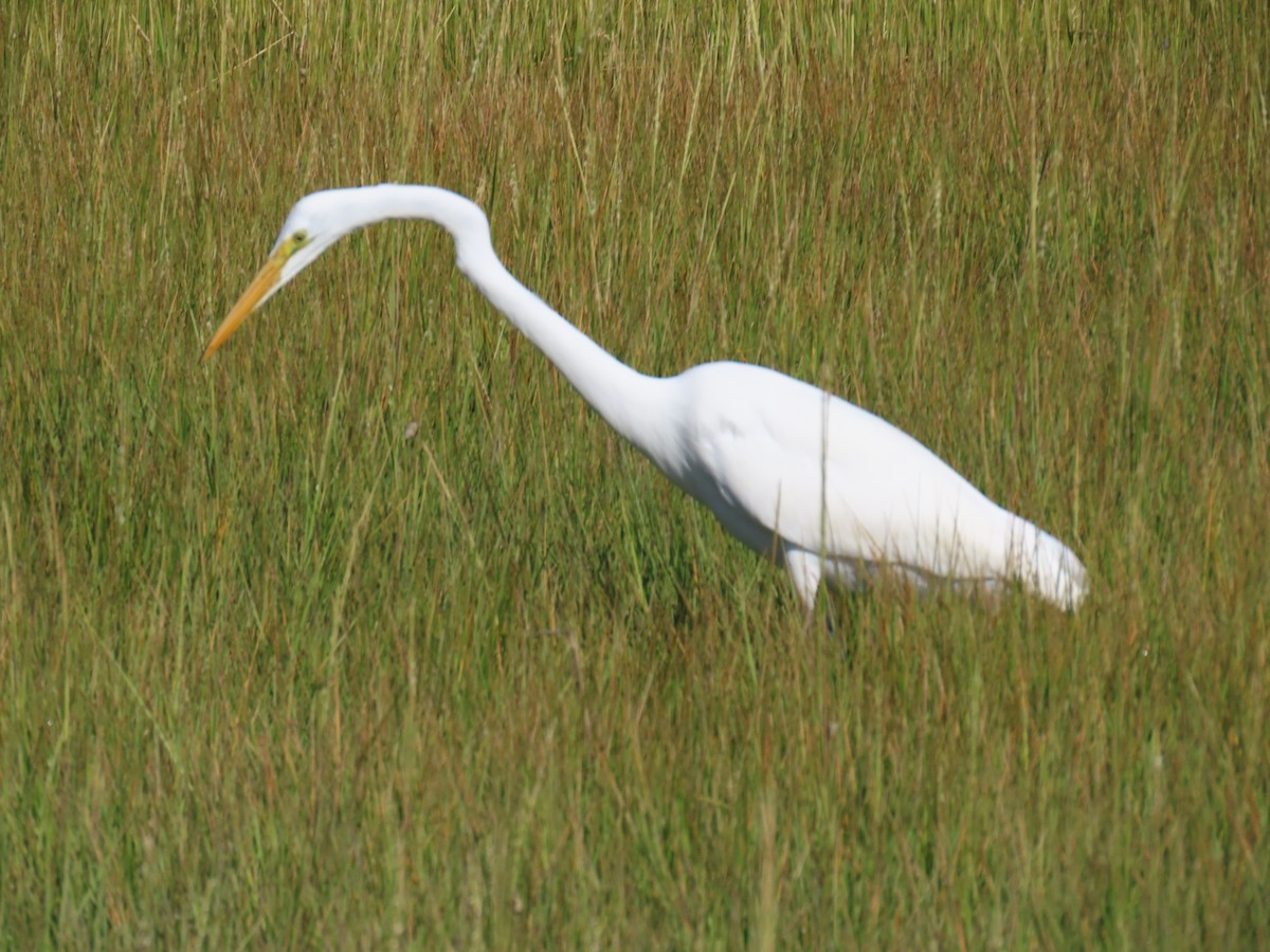 Great Egret - ML626052623