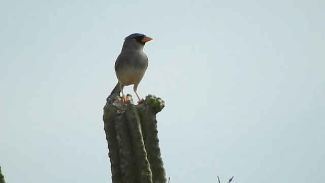 Little Inca-Finch - ML626052628