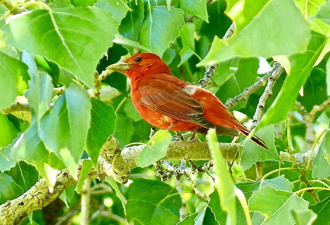 Summer Tanager - ML626052689