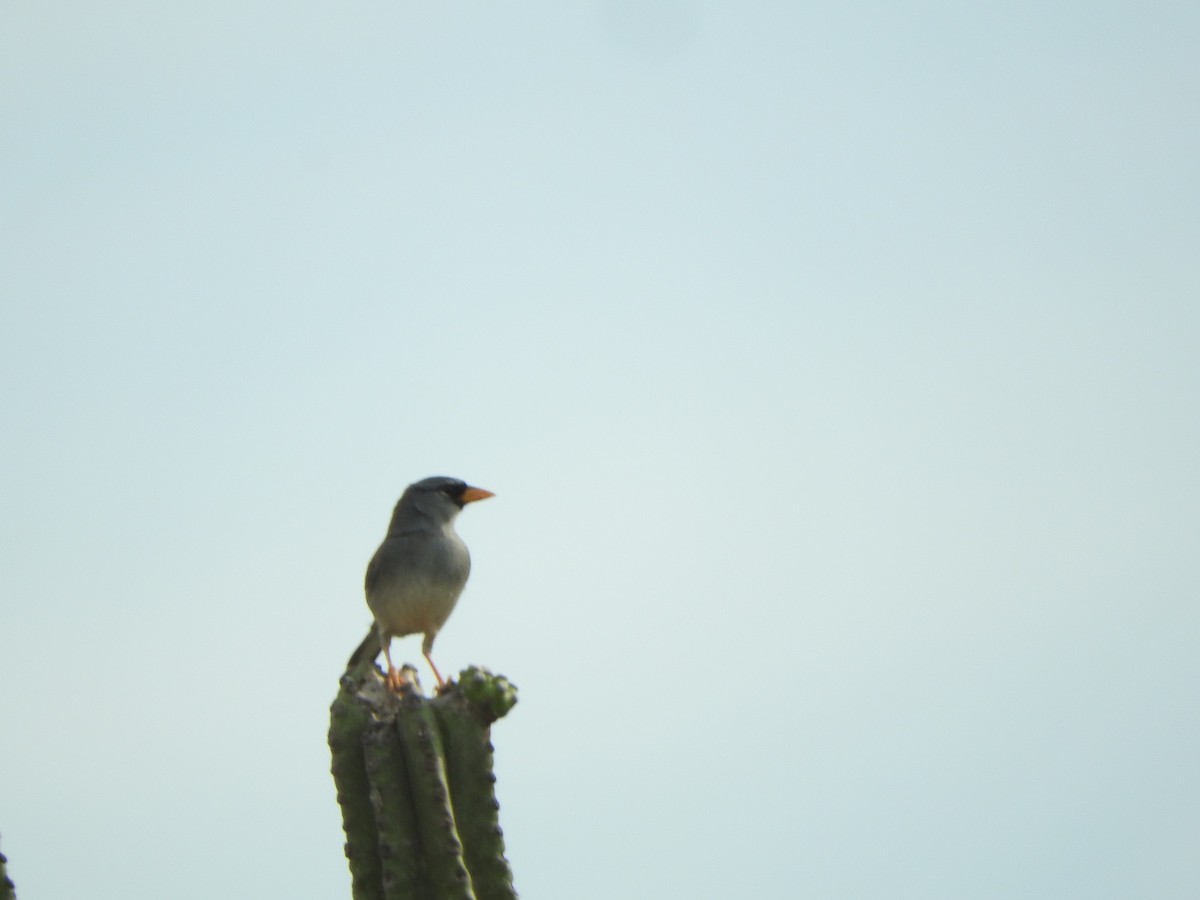 Little Inca-Finch - ML626052696