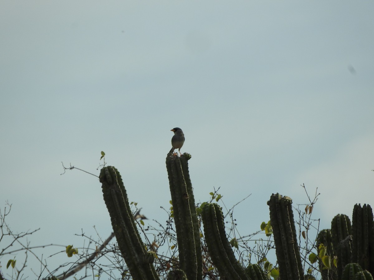 Little Inca-Finch - ML626052697