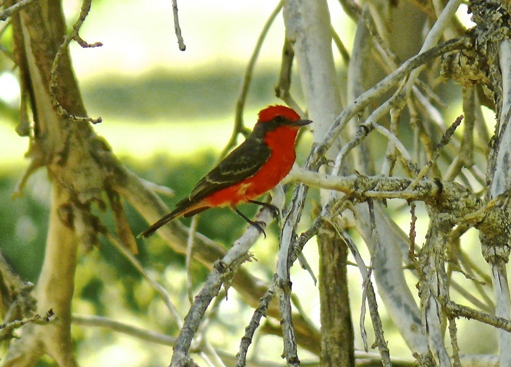 Vermilion Flycatcher - ML626052698