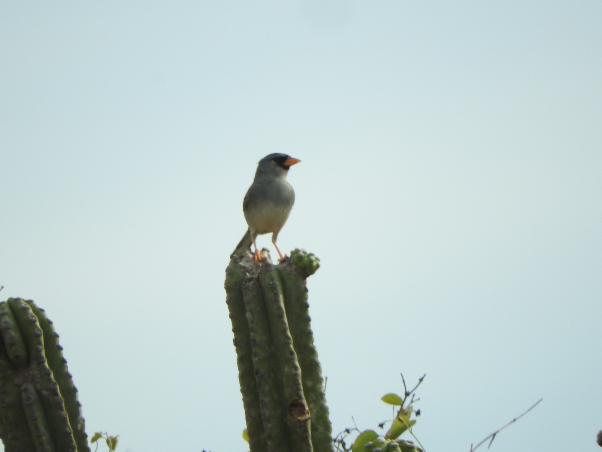 Little Inca-Finch - ML626052702