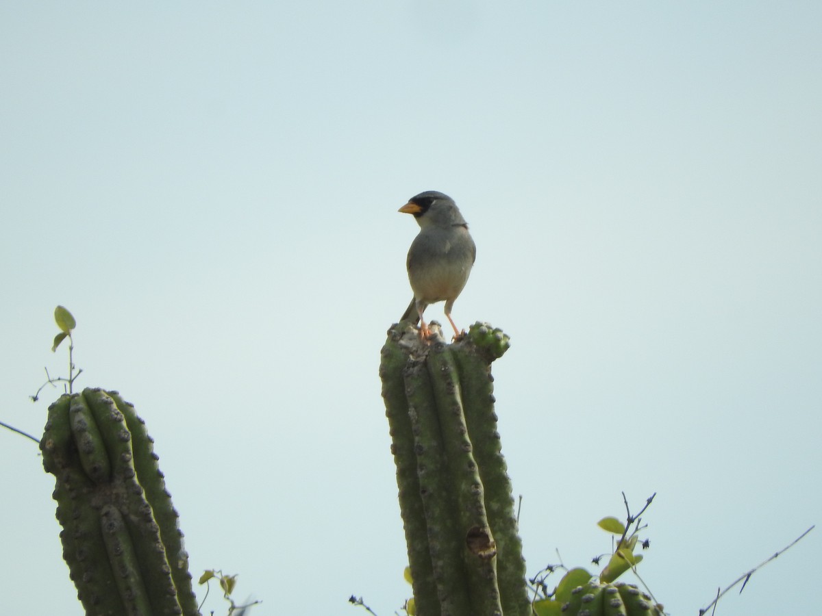 Little Inca-Finch - ML626052703