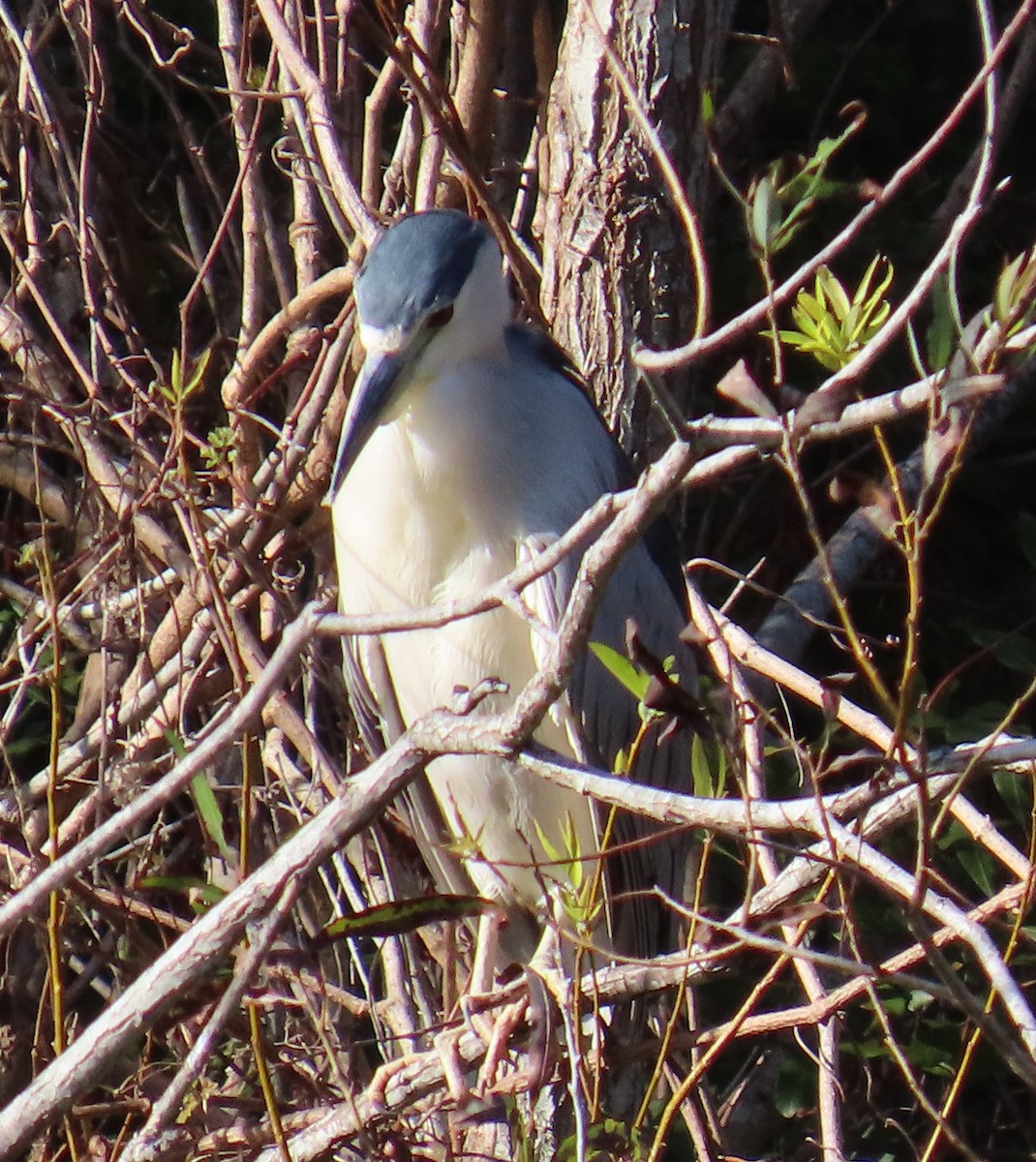 Black-crowned Night Heron - ML626052717