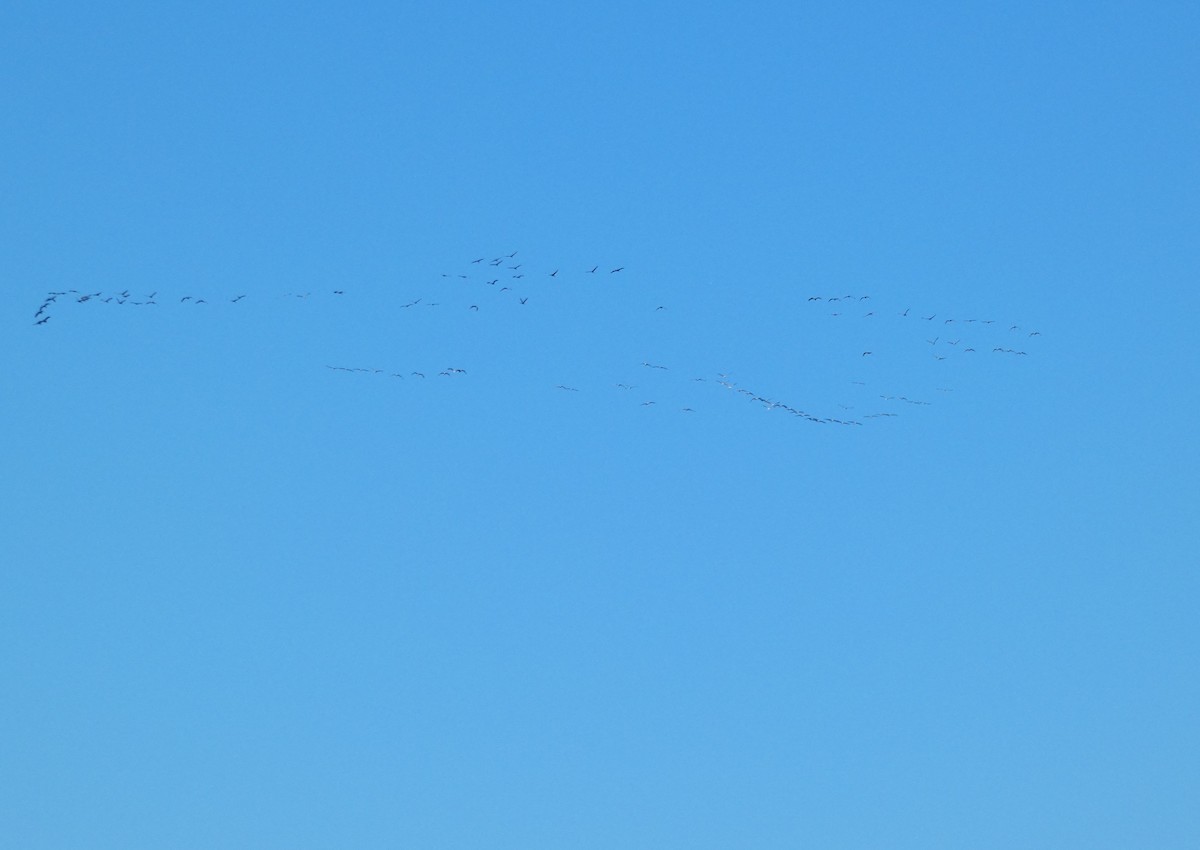 Sandhill Crane - ML626052720