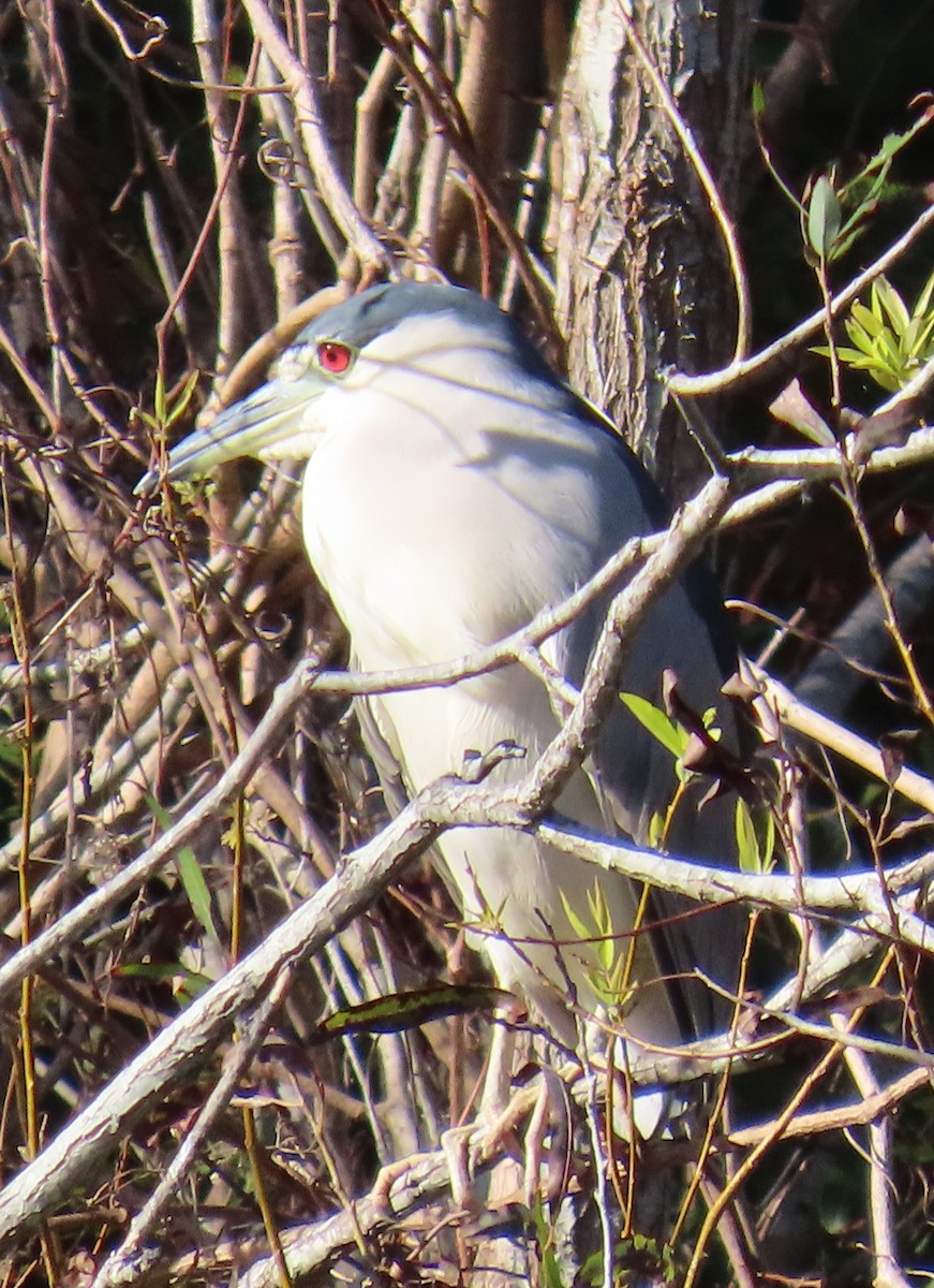 Black-crowned Night Heron - ML626052724