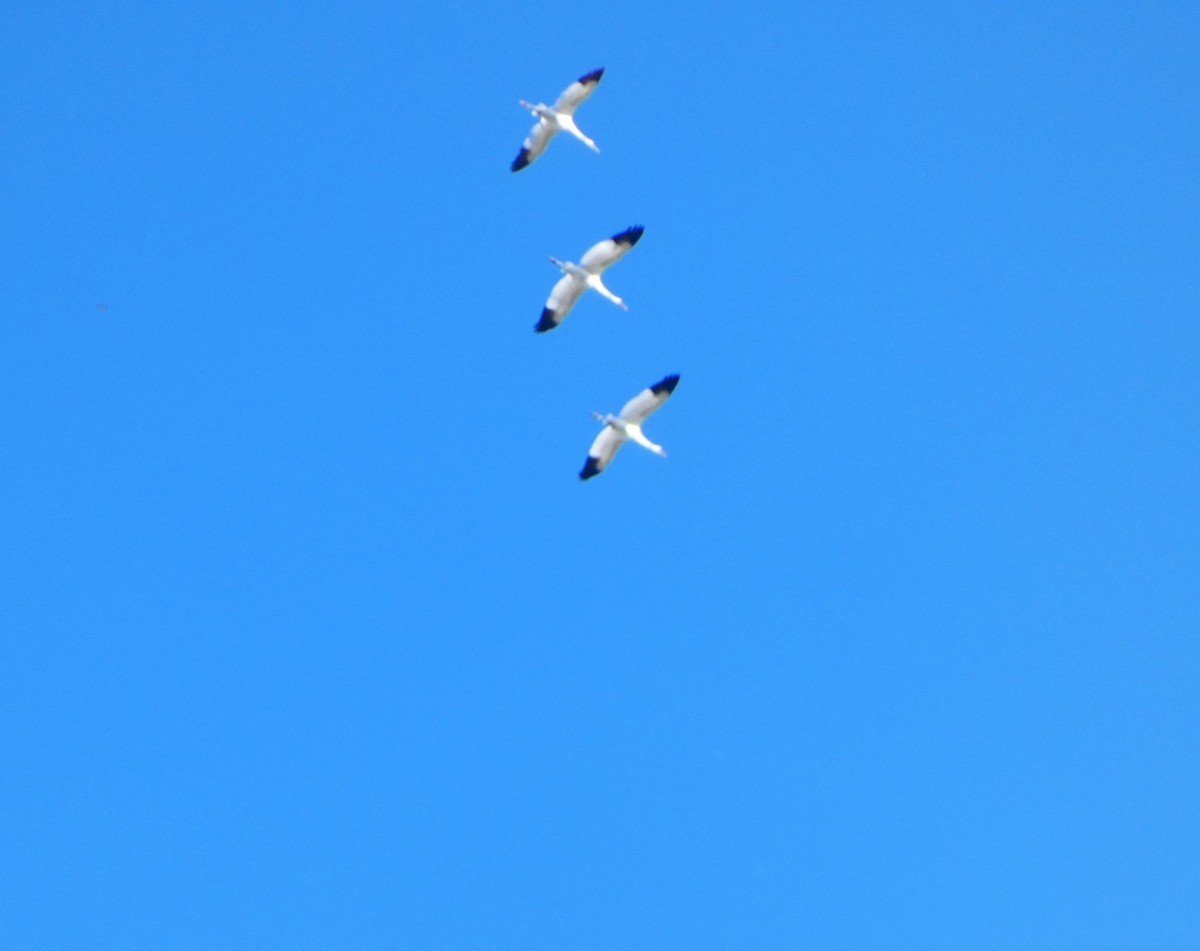 Whooping Crane - ML626052738