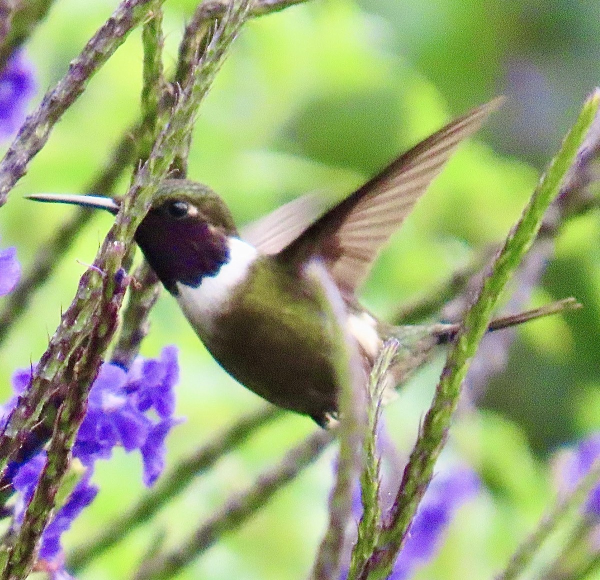 Purple-throated Woodstar - ML626052766