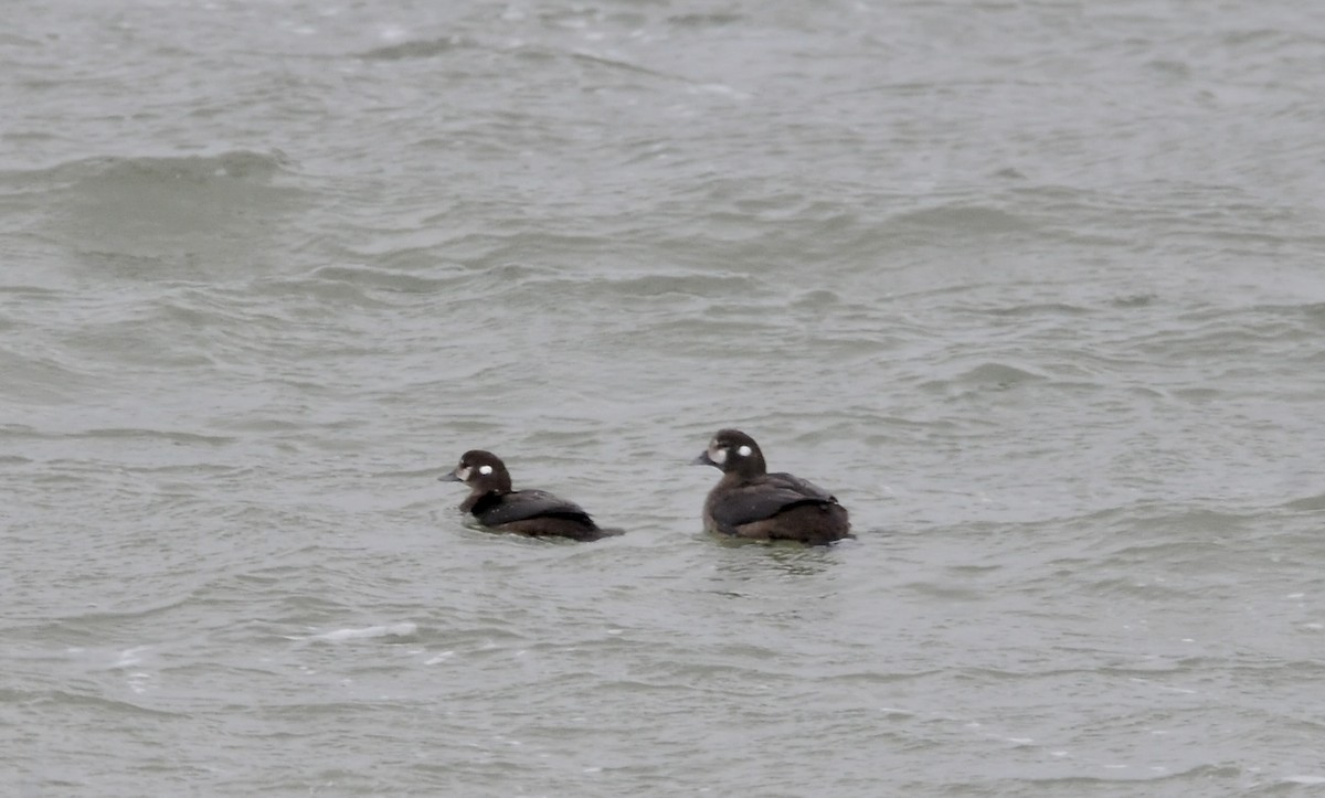 Harlequin Duck - ML626052788