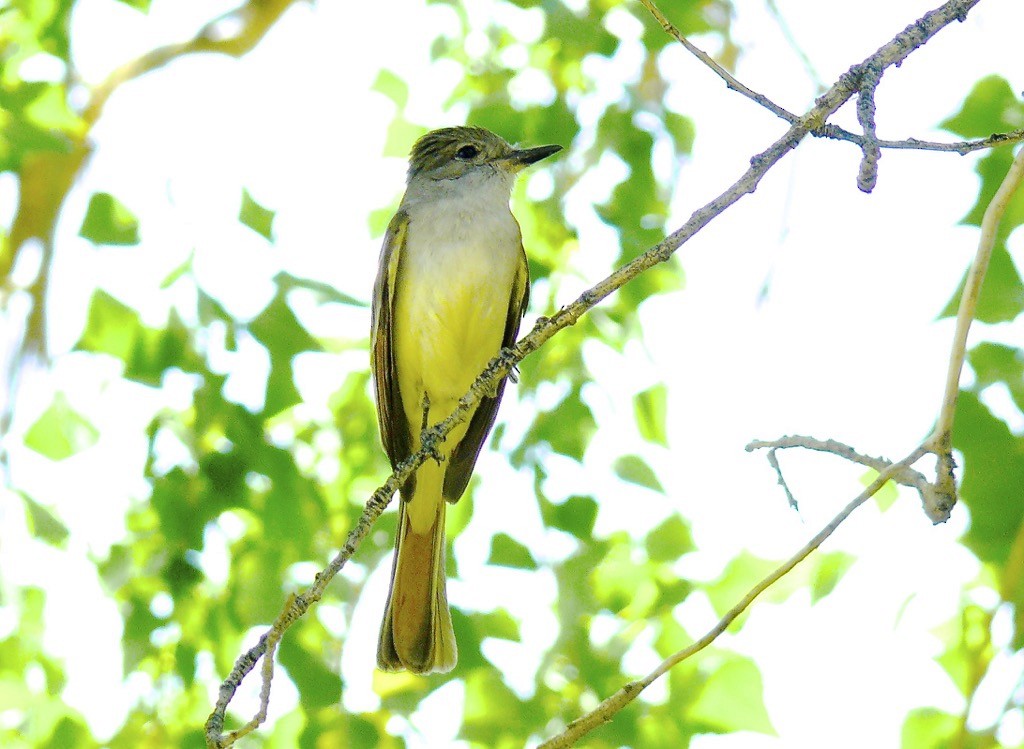 Ash-throated Flycatcher - ML626052802