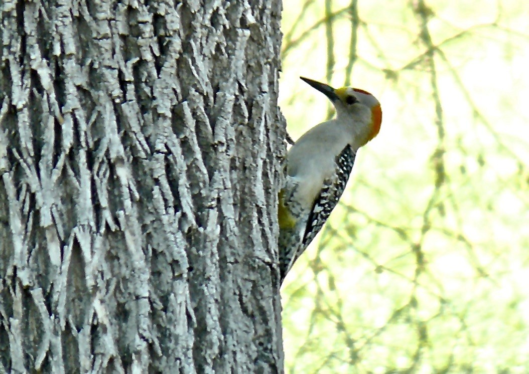 Golden-fronted Woodpecker (Northern) - ML626052869