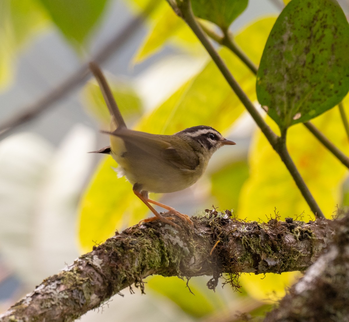 Paruline triligne - ML626052982