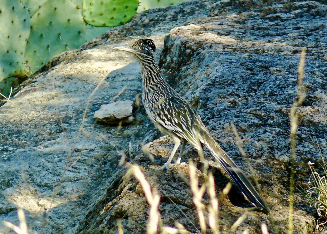 Greater Roadrunner - ML626053018