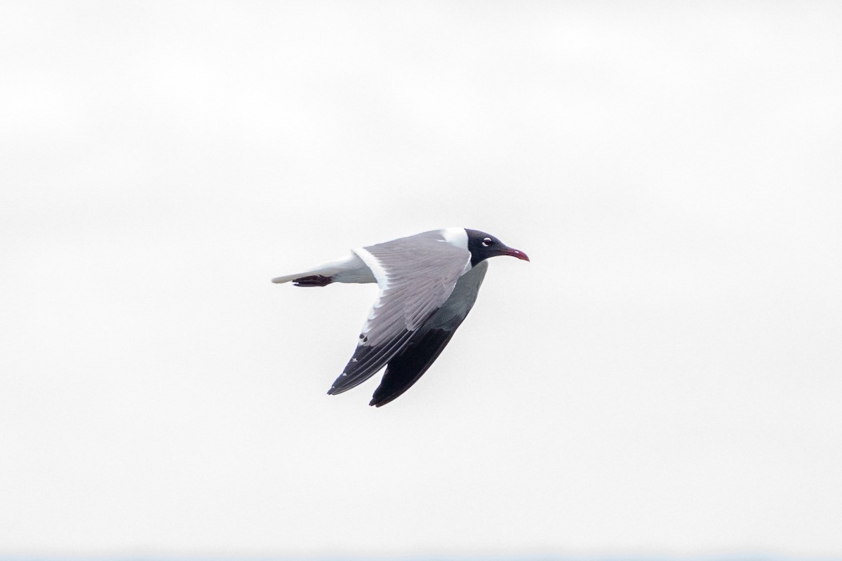 Laughing Gull - ML626053050