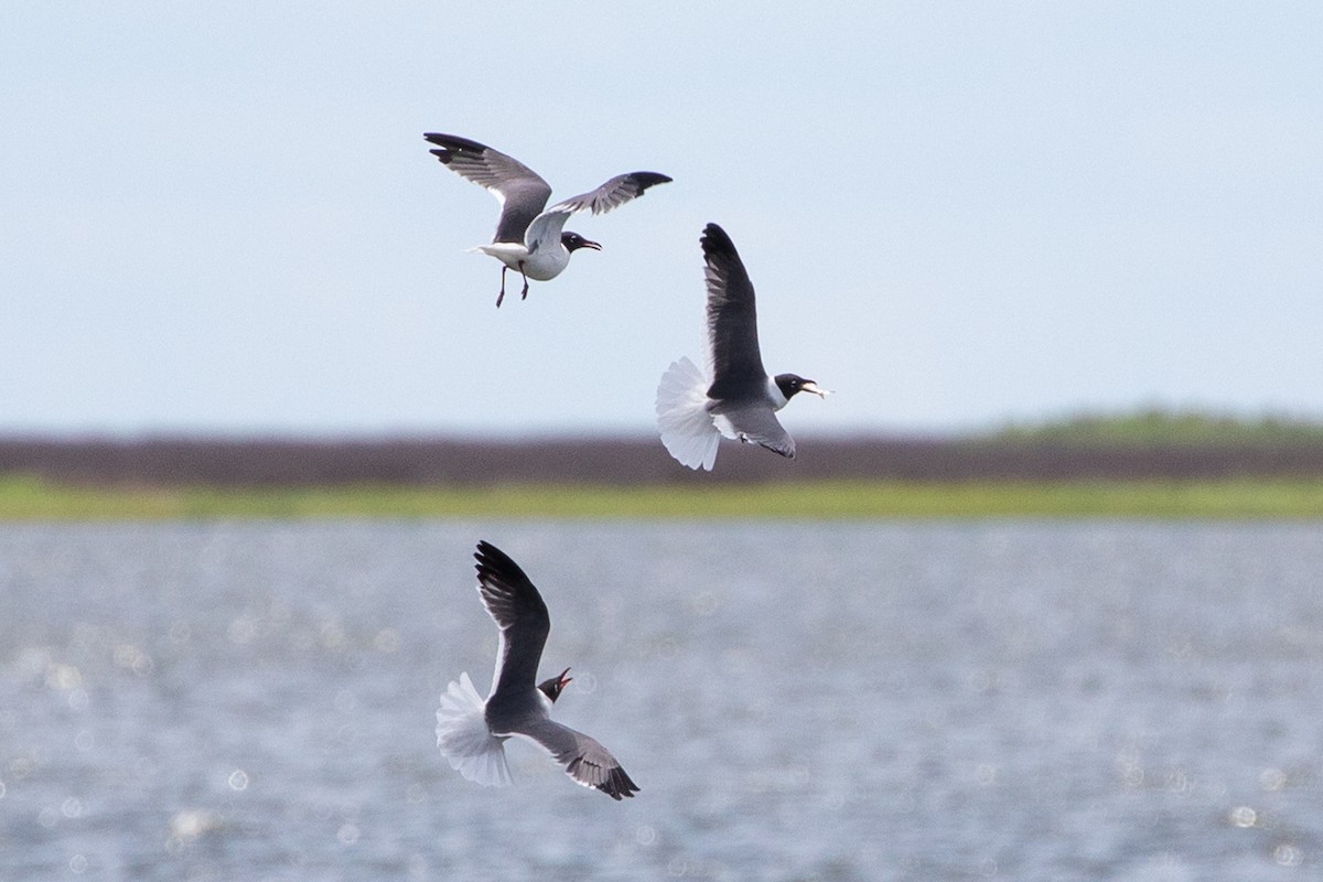 Laughing Gull - ML626053051