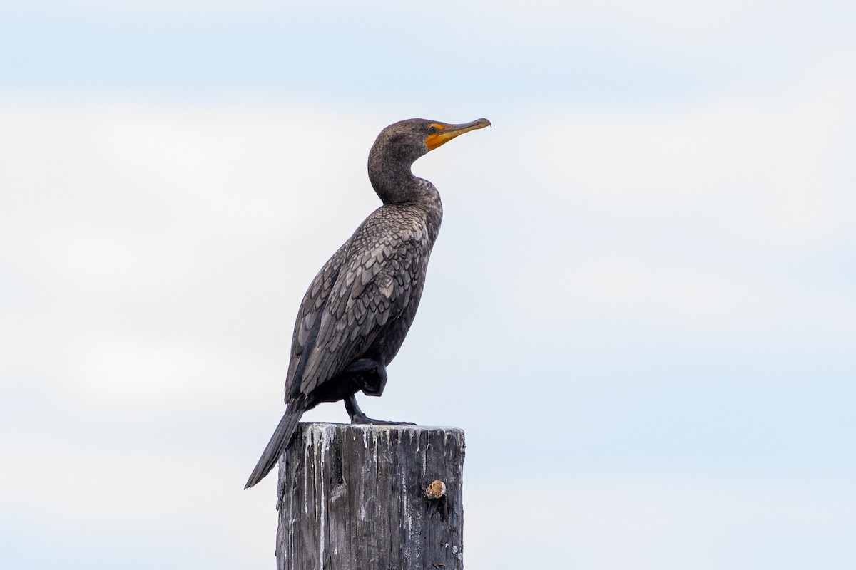 Double-crested Cormorant - ML626053070