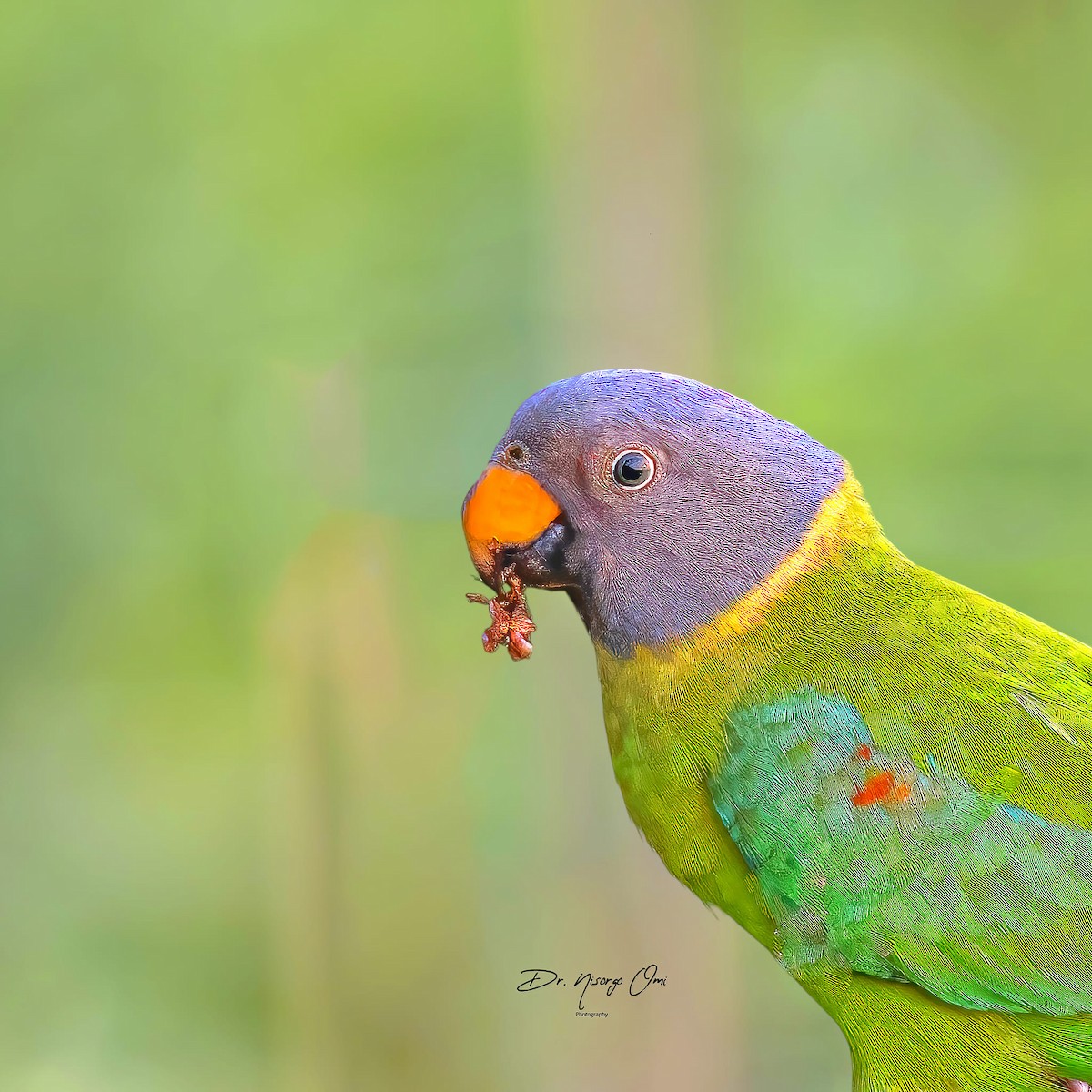 Plum-headed Parakeet - ML626053111