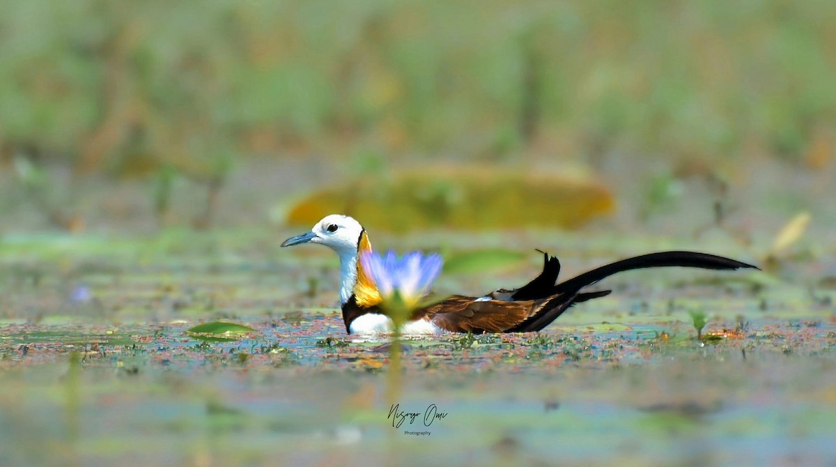 Pheasant-tailed Jacana - ML626053143