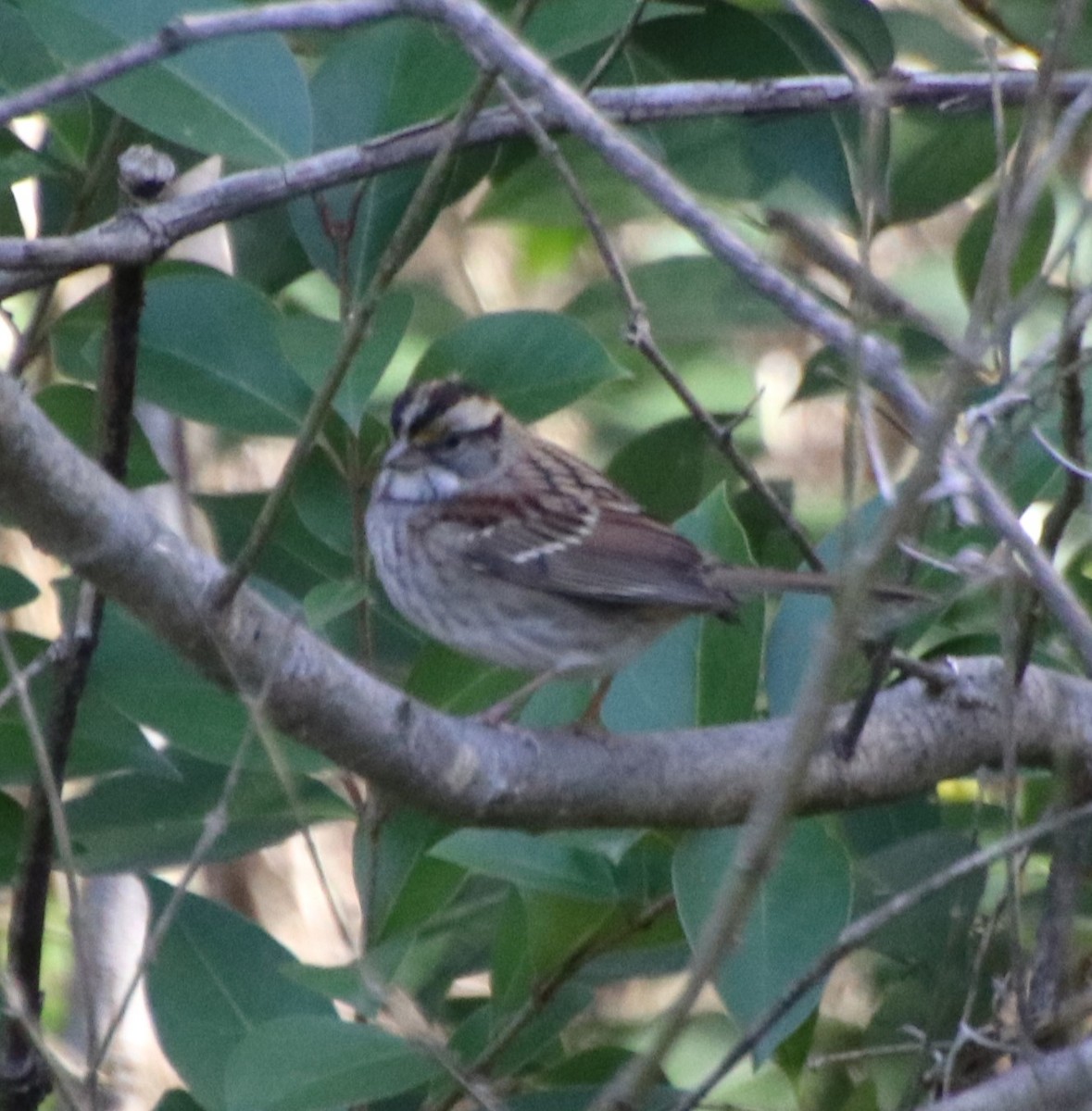 White-throated Sparrow - ML626053186