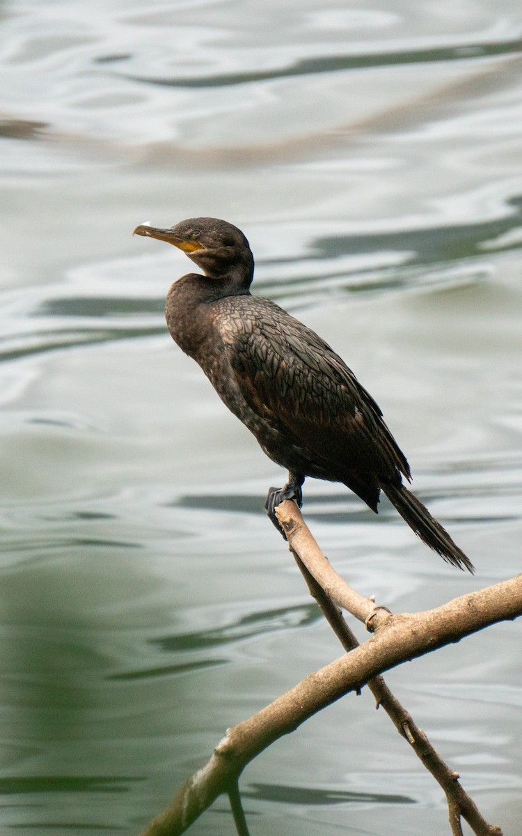 Neotropic Cormorant - ML626053231