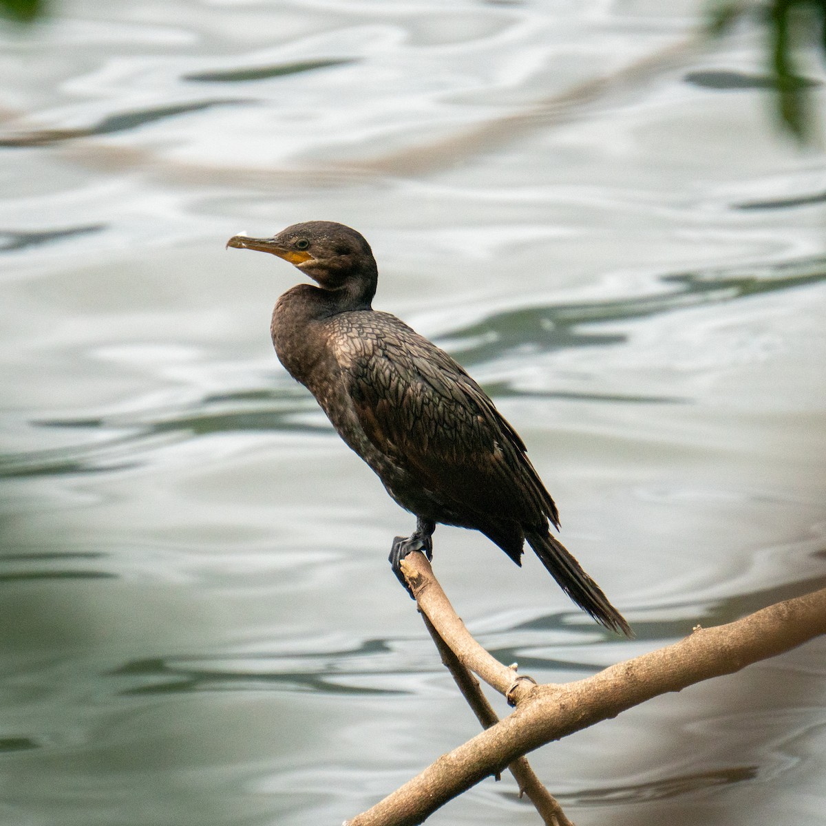 Neotropic Cormorant - ML626053232