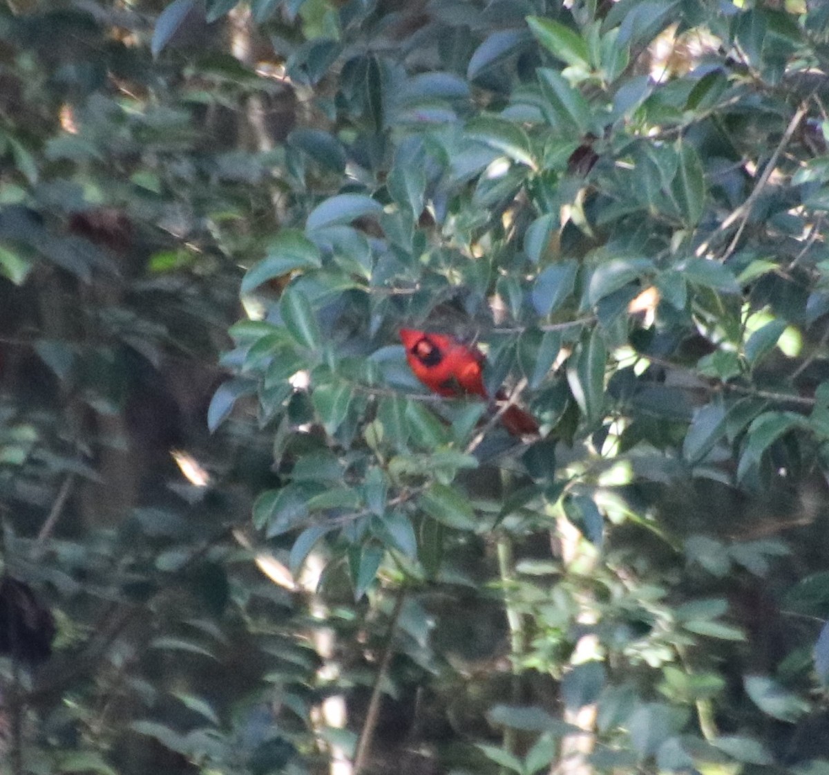 Northern Cardinal - ML626053253