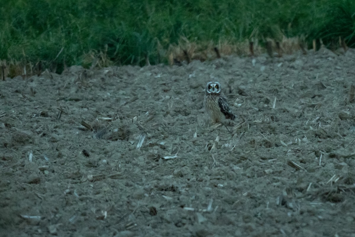 Short-eared Owl - ML626053282