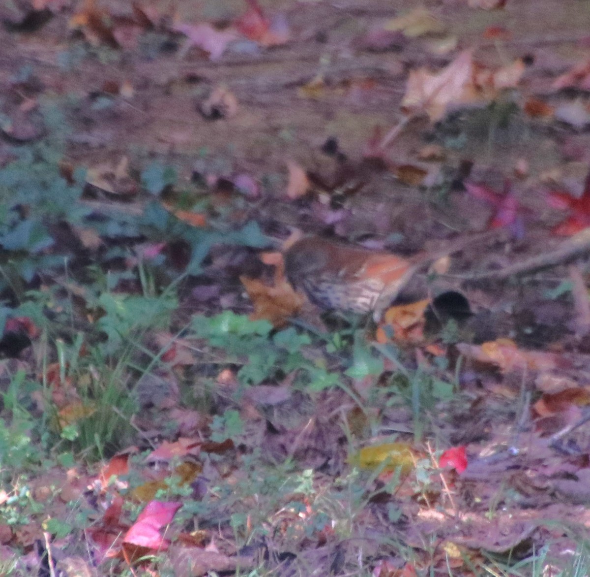 Brown Thrasher - ML626053310