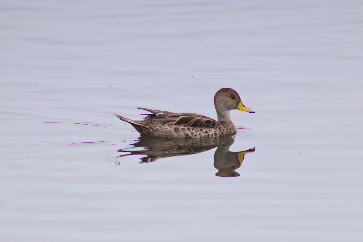 Yellow-billed Pintail - ML626053332