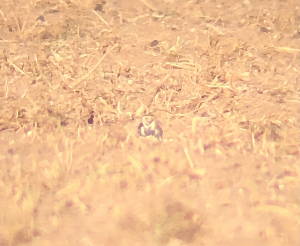 Lapland Longspur - ML626053396