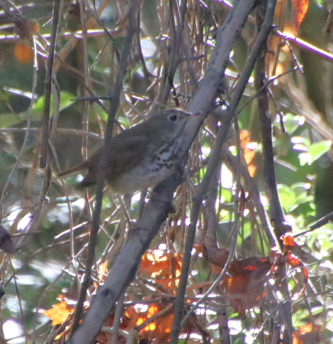 Hermit Thrush - ML626053403
