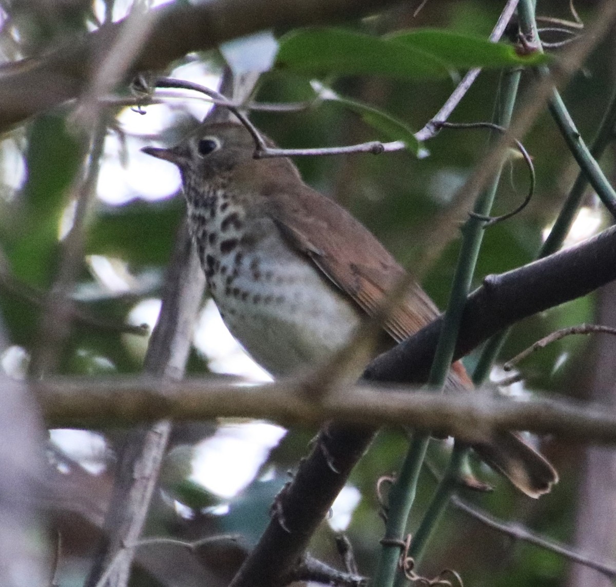 Hermit Thrush - ML626053409