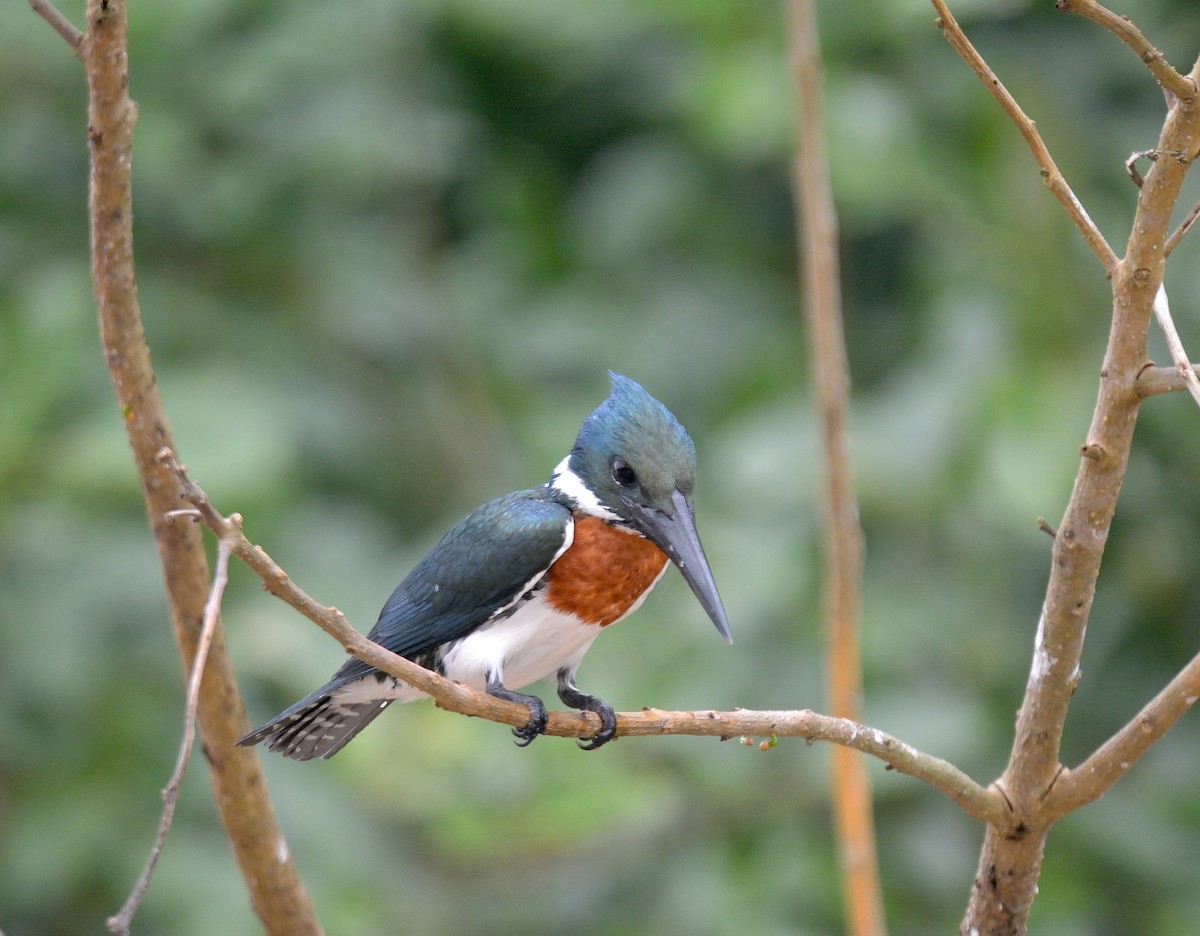 Amazon Kingfisher - ML626053415