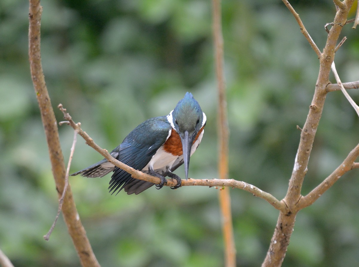 Amazon Kingfisher - ML626053417