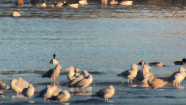 Brant (Atlantic) - ML626053456